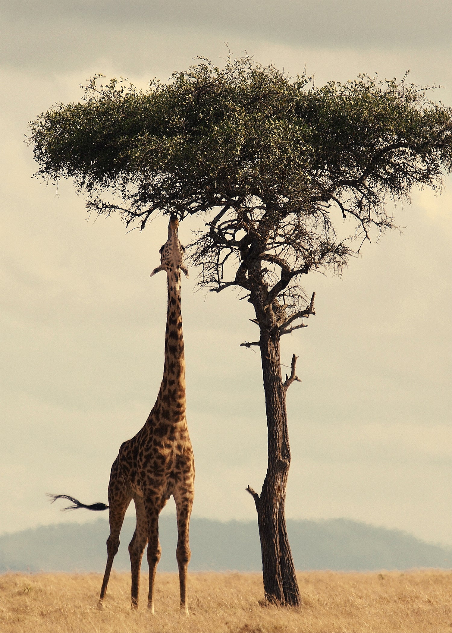 Girafe N°1