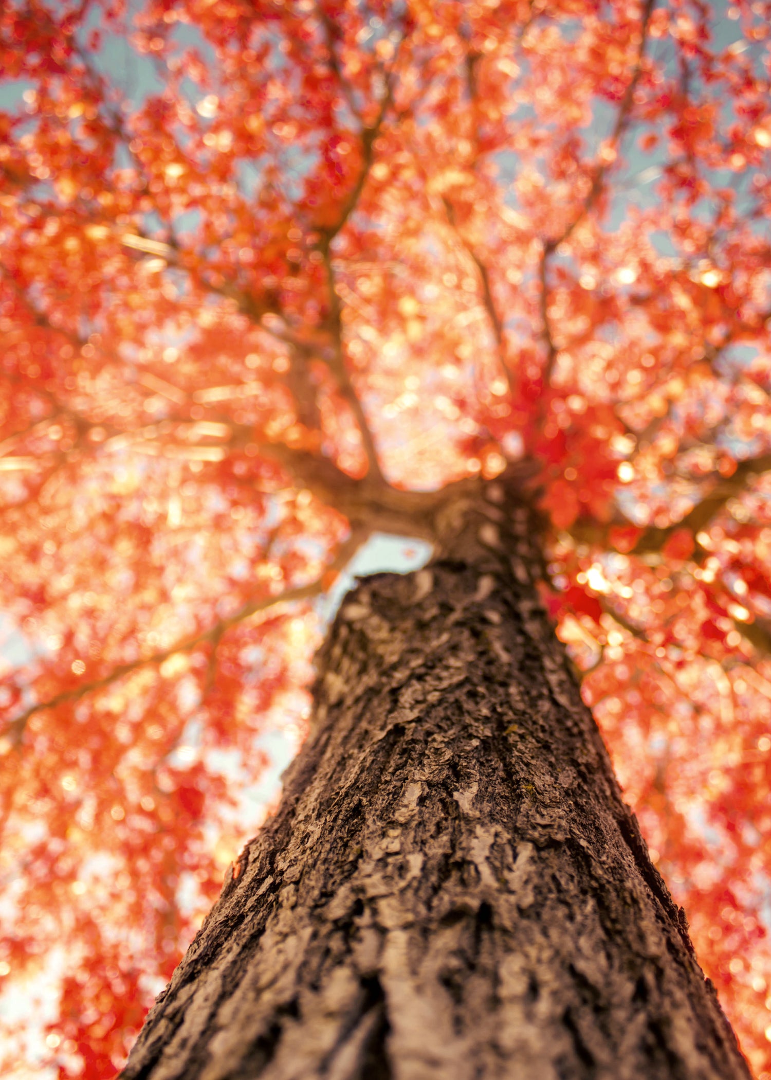 Affiche Arbre feuilles d'automne orange terracota