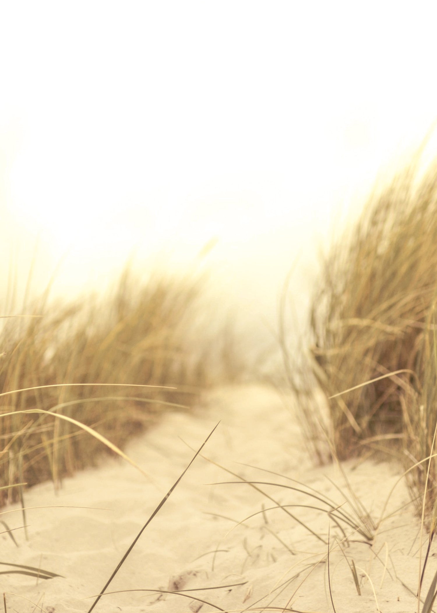 Plage et herbes sauvage soleil affiche 