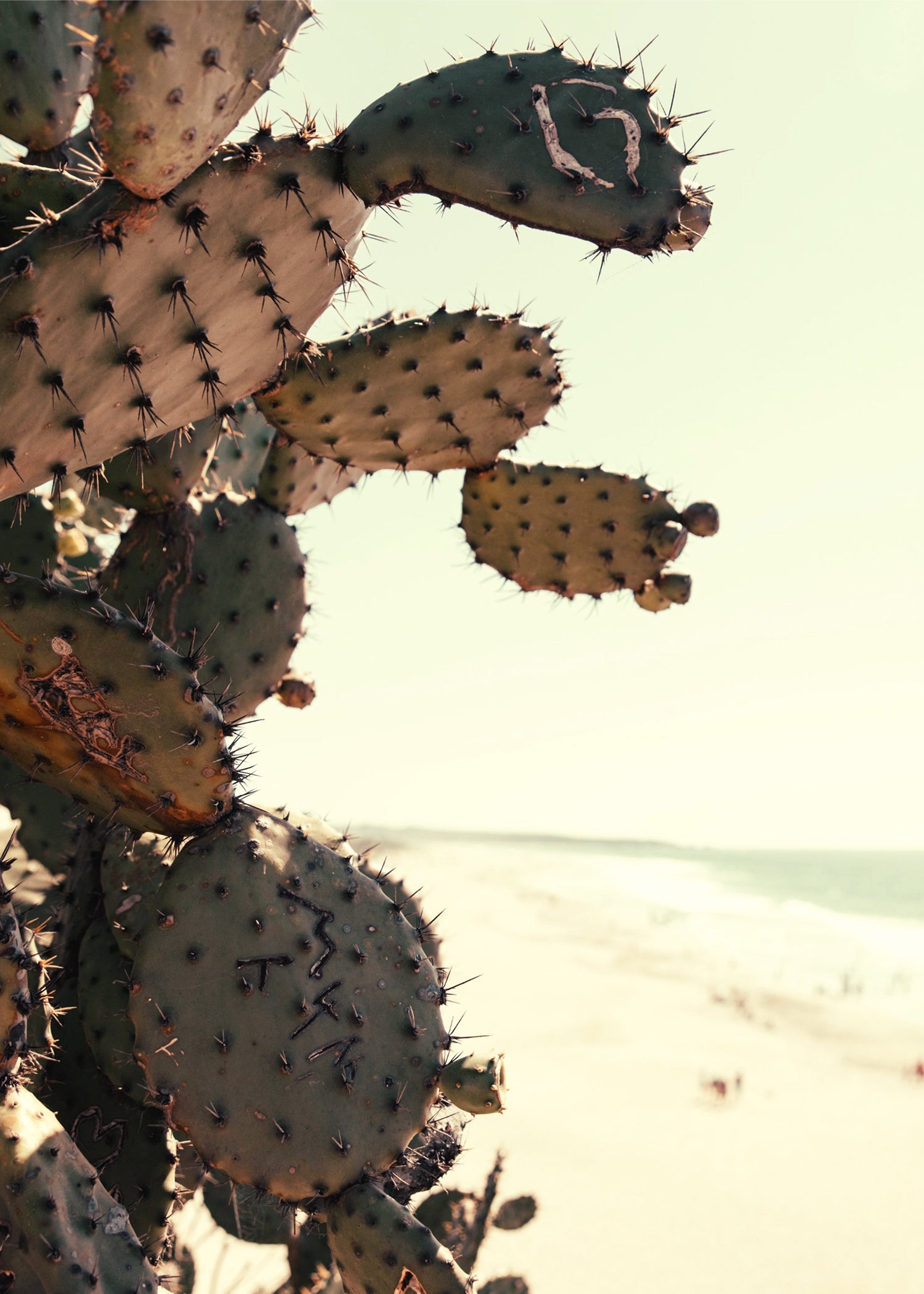 Cactus on the beach