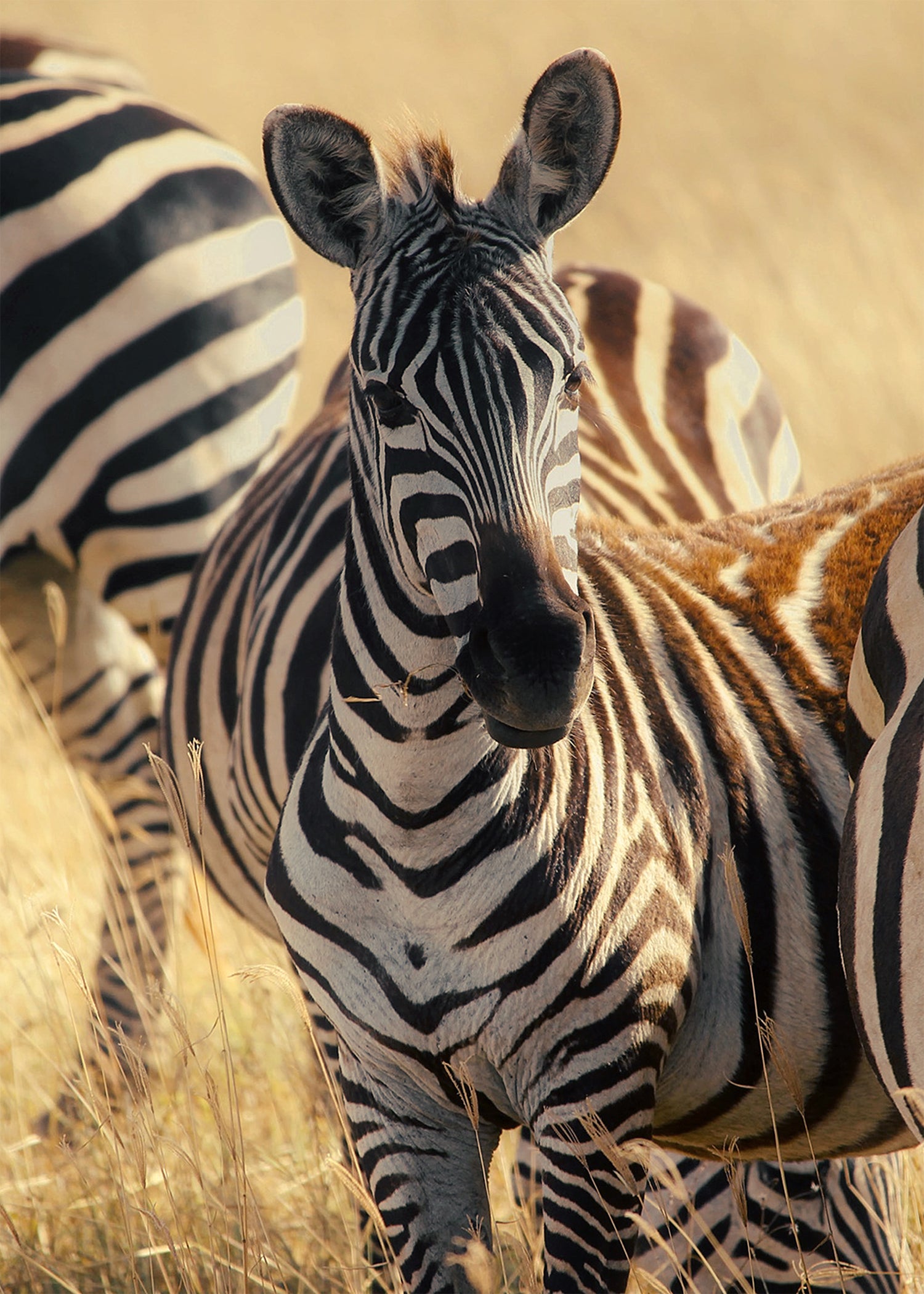 Zebra n°1