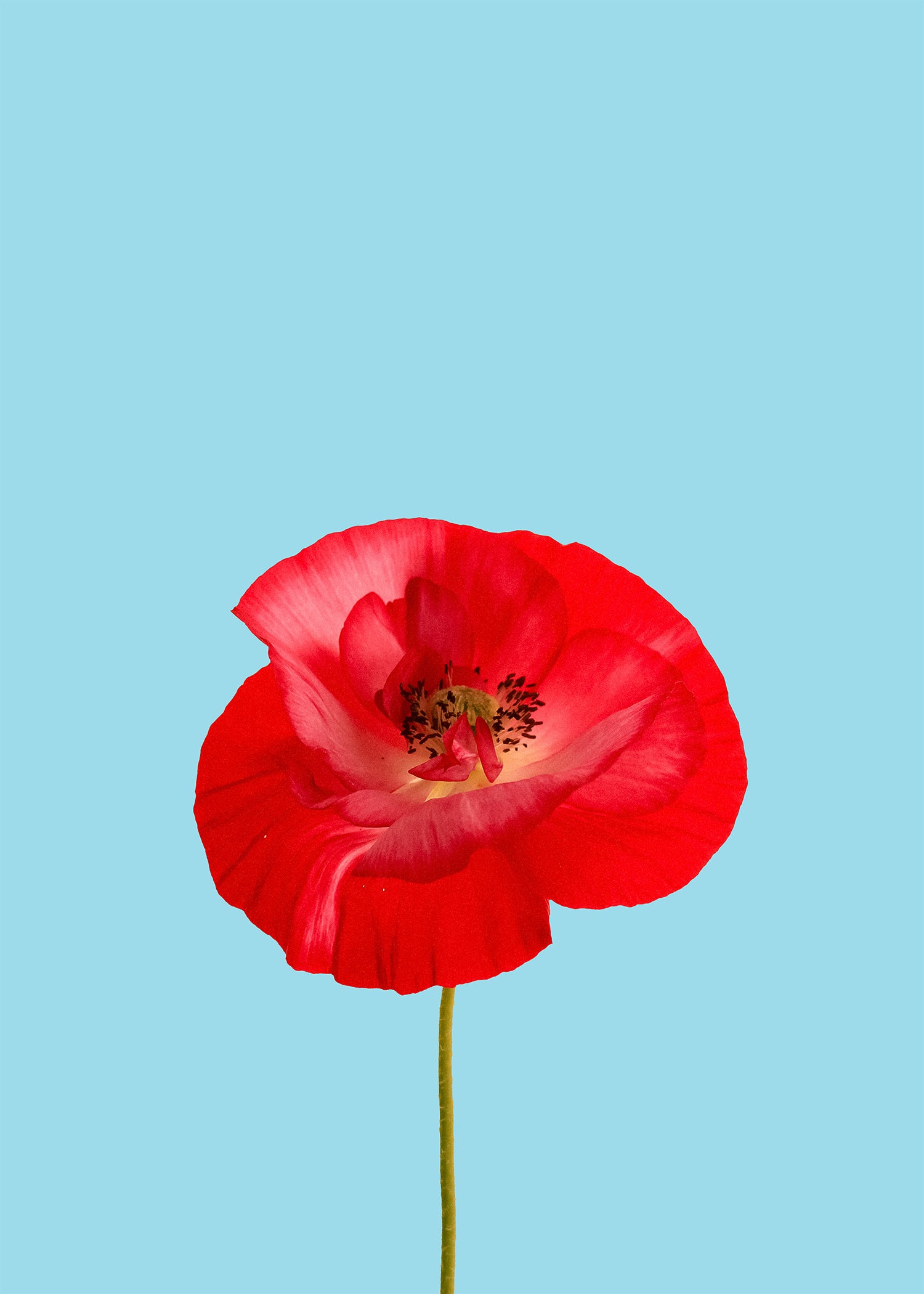 Coquelicot