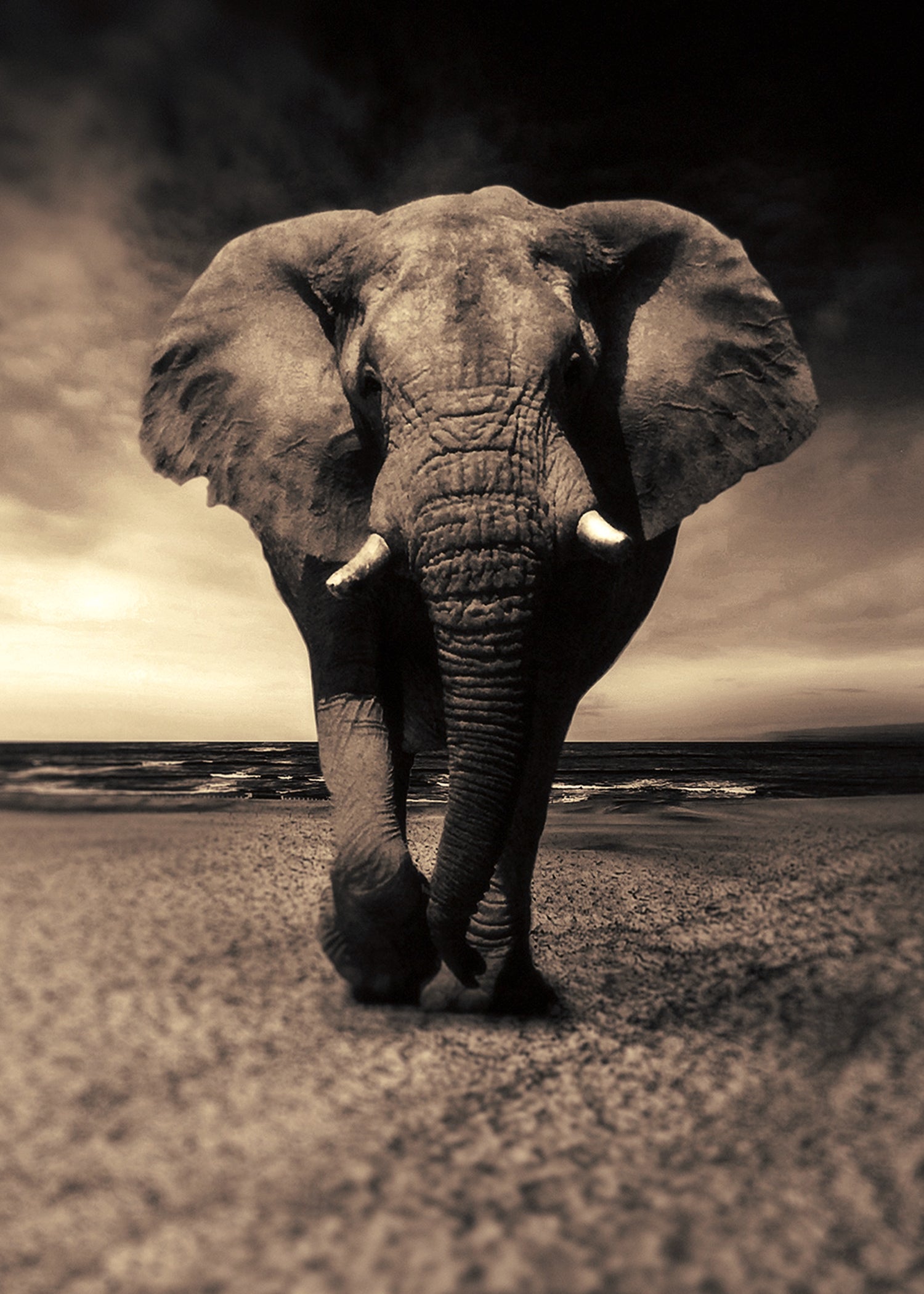 Portrait Elephant