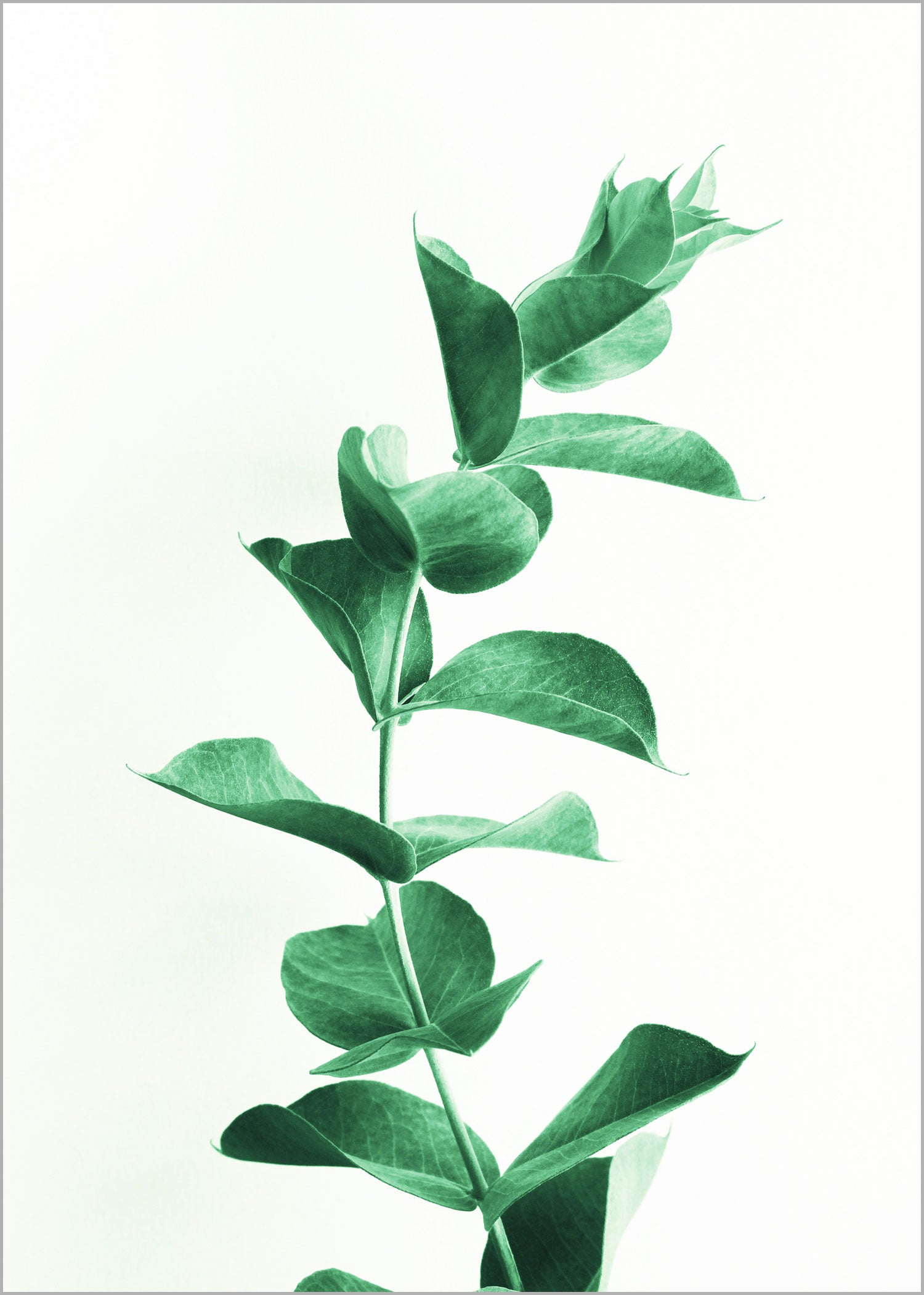 Eucalyptus, Affiche