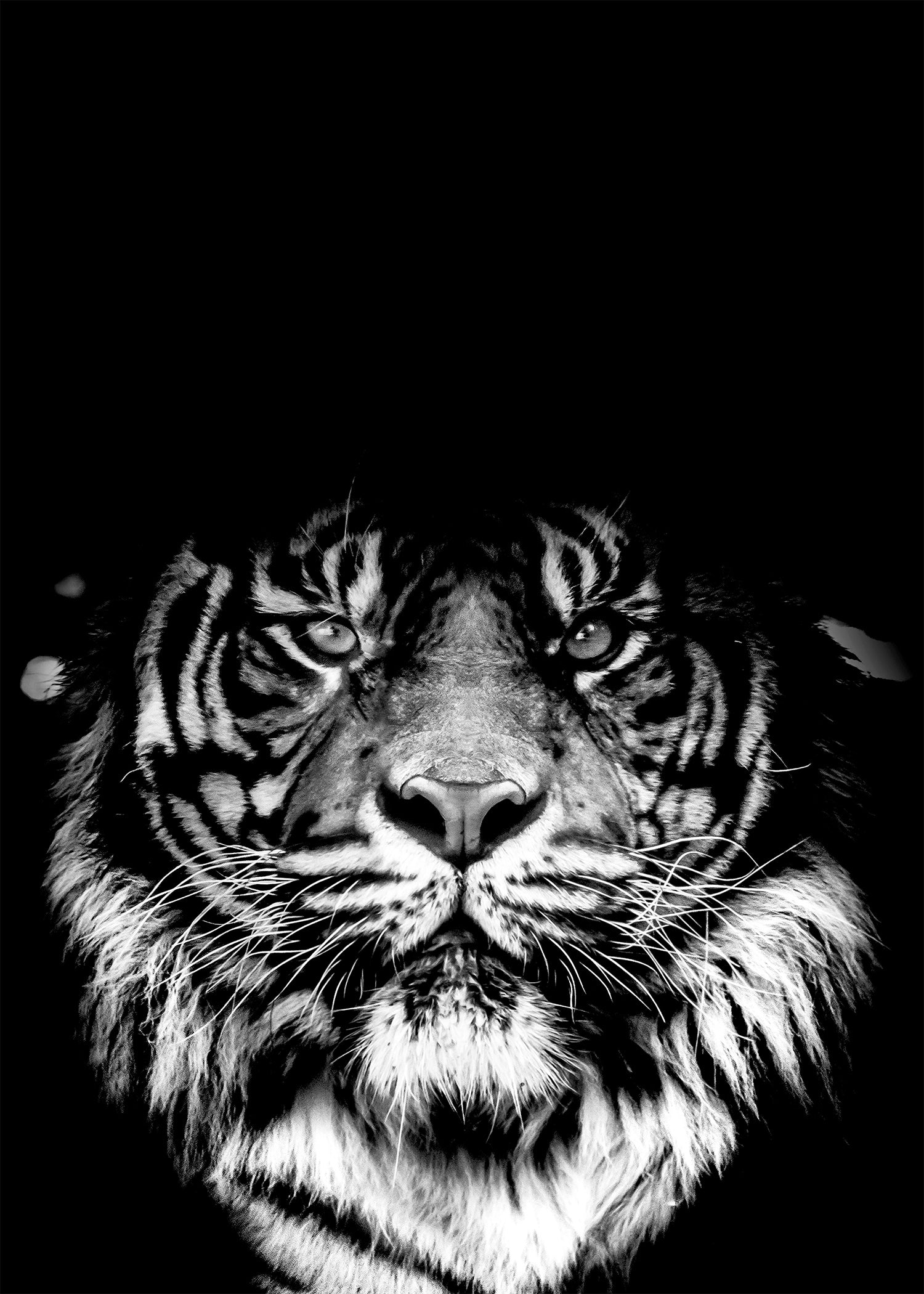 Photographie animal tigre zoom yeux noir et blanc