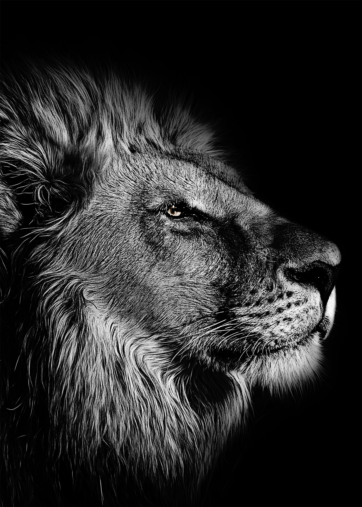 Wisdom lion profil