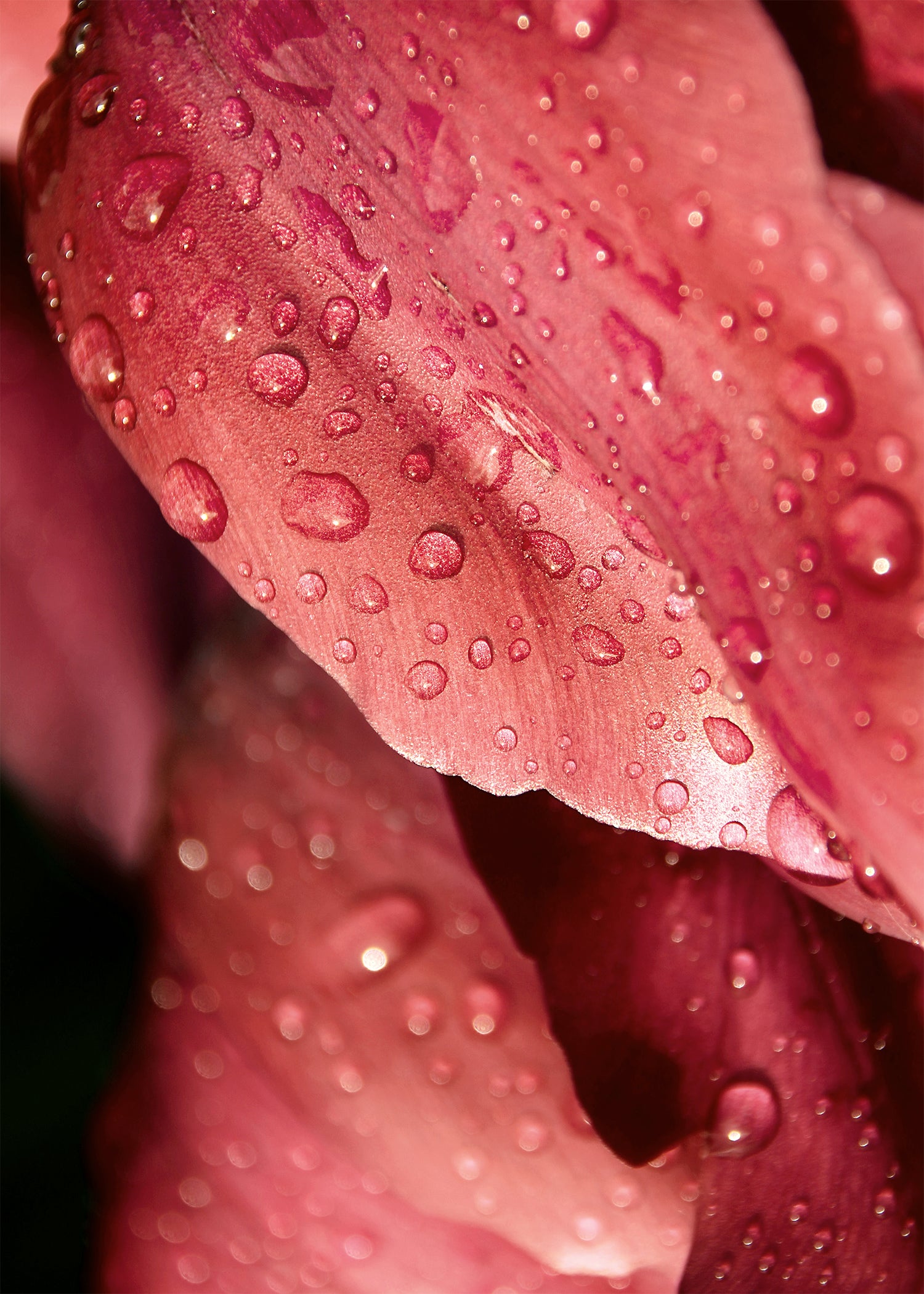 Rosée du matin