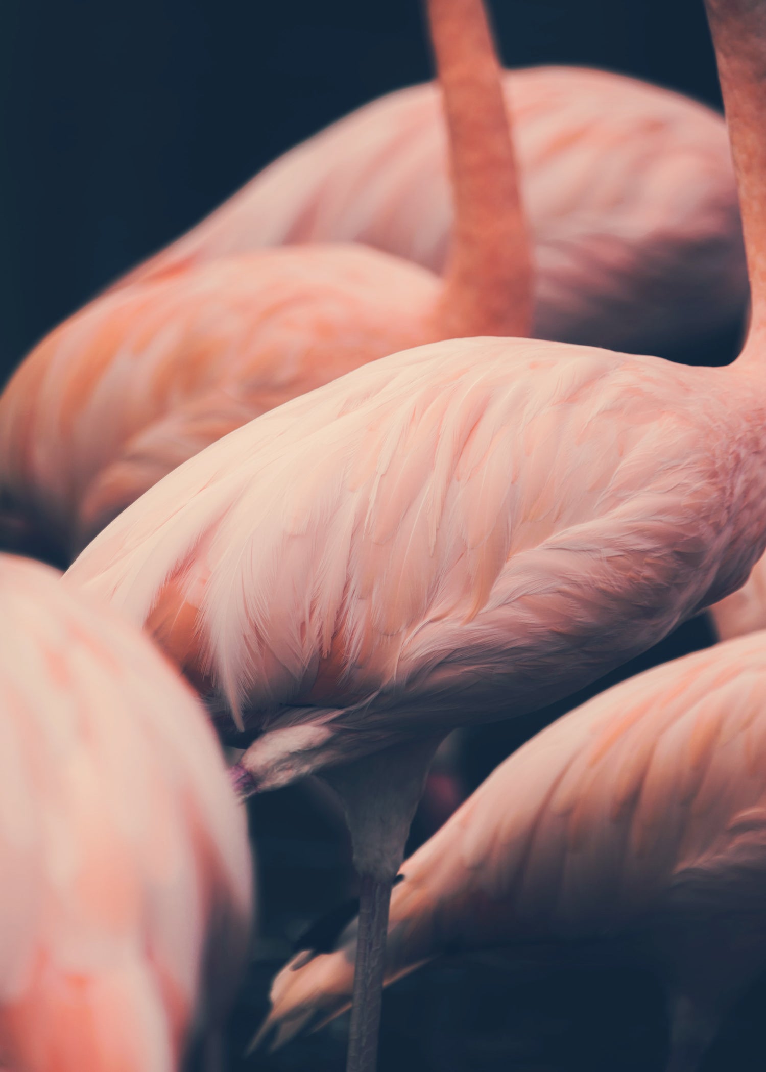 Flamingos