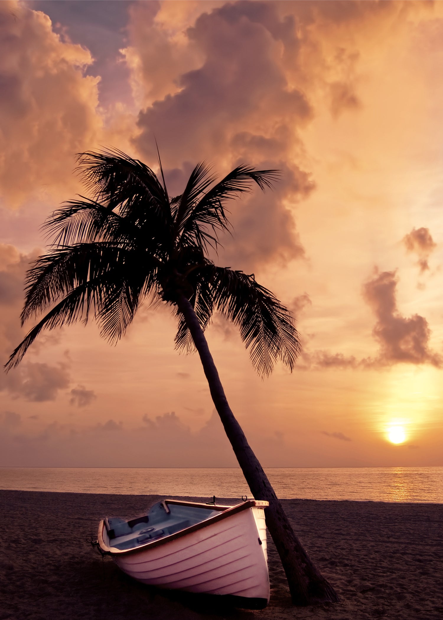 Sunset under the palm