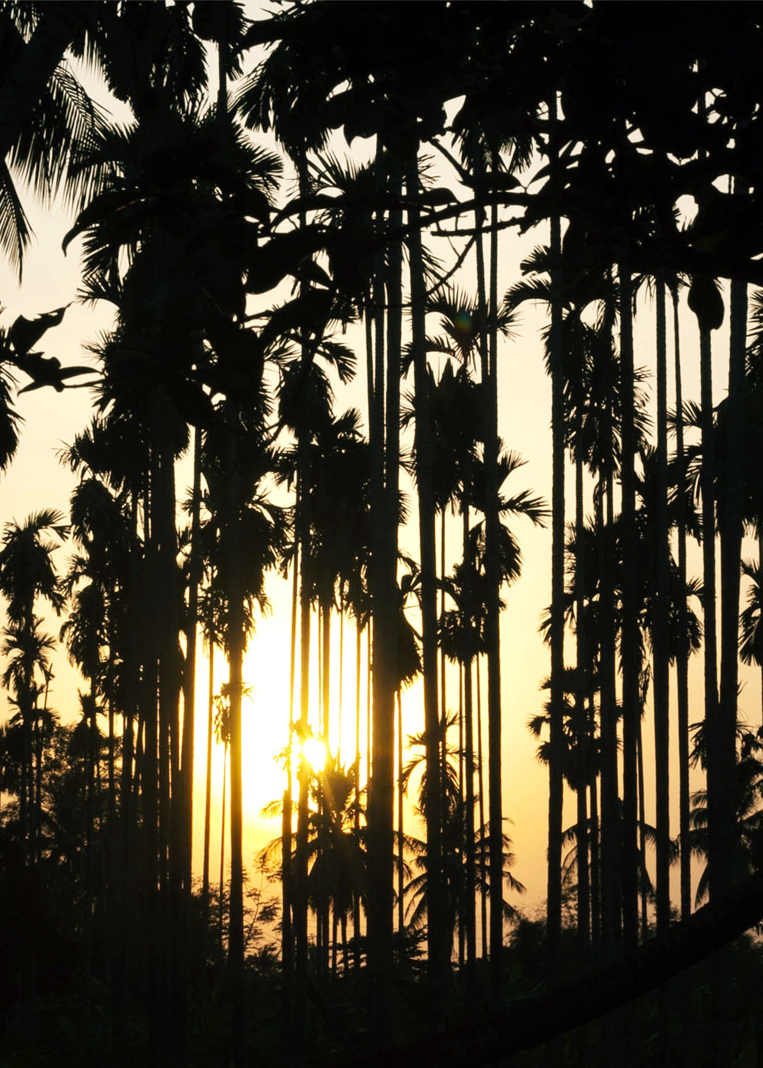 Palms and sun